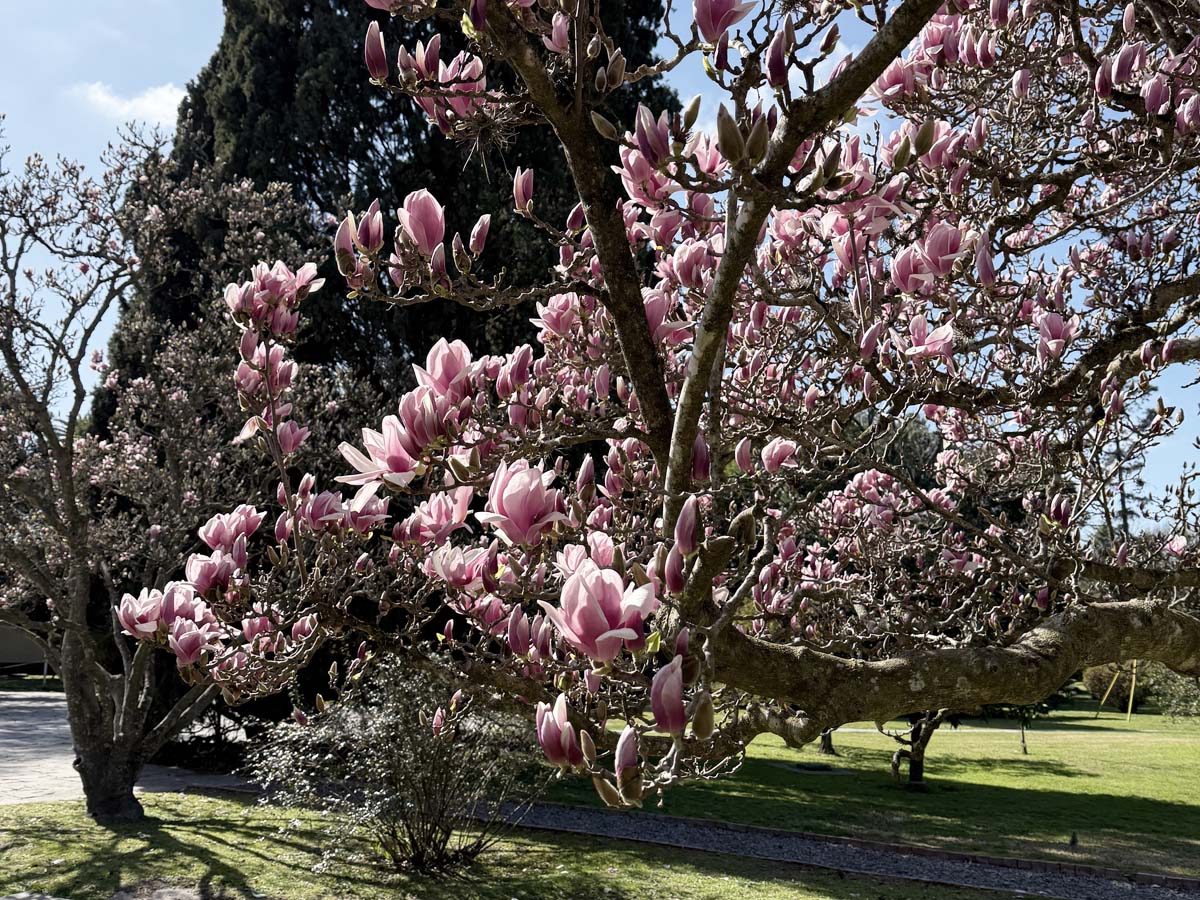 Servicios de planificación ambiental y gestión del arbolado urbano